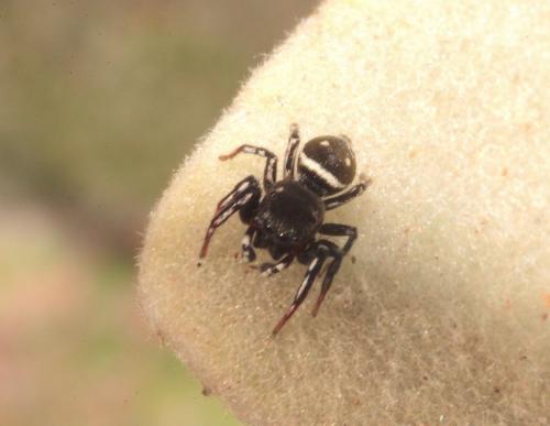 Heliophanus sp.